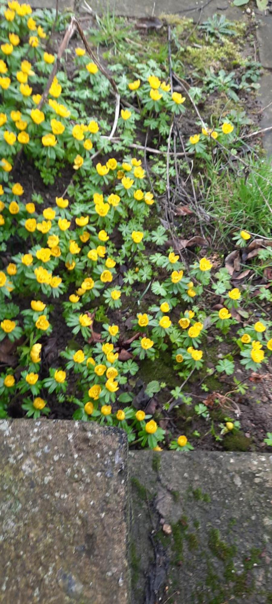 Ostseerauschen Rostock